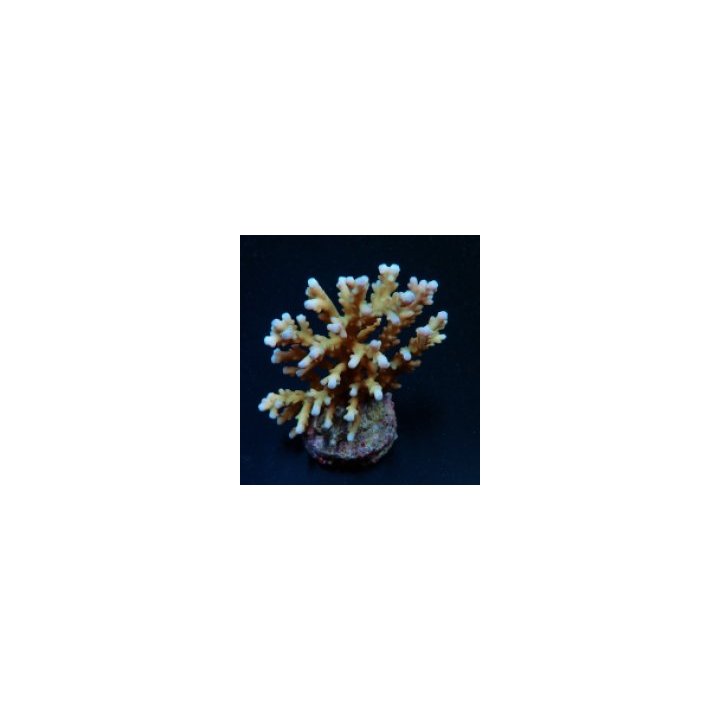 Acropora granulosa | SPS-kivikoralli | Akvaariokeidas