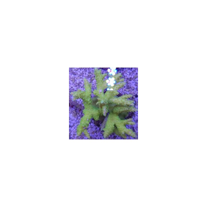 Acropora spp. (Yellow) | SPS stony coral | Akvaariokeidas