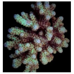 Acropora sarmentosa | SPS stony coral | Akvaariokeidas