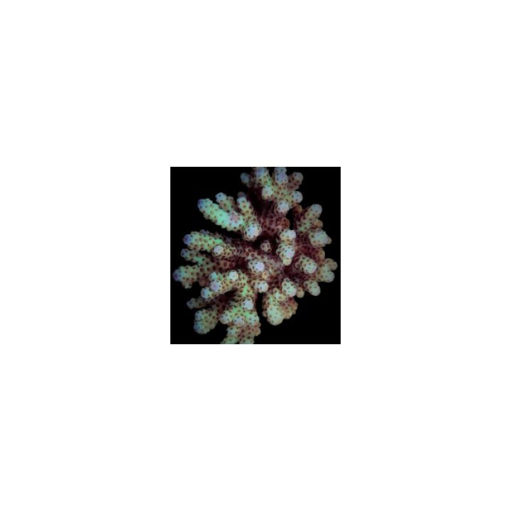 Acropora sarmentosa | Akvaariokeidas