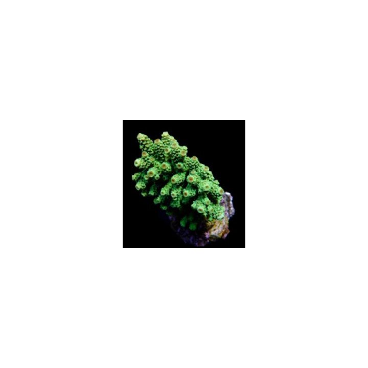 Acropora florida | SPS stony coral | Akvaariokeidas