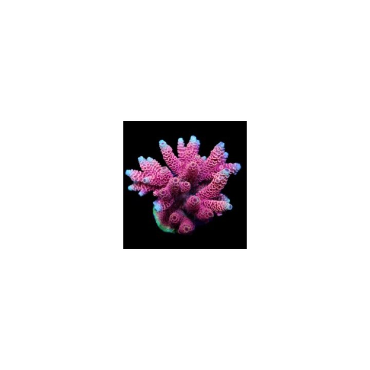 Acropora millepora (Red-Pink) | SPS stony coral | Akvaariok…