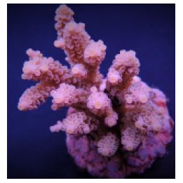 Acropora tenuis (Pinkish) | SPS stony coral | Akvaariokeidas