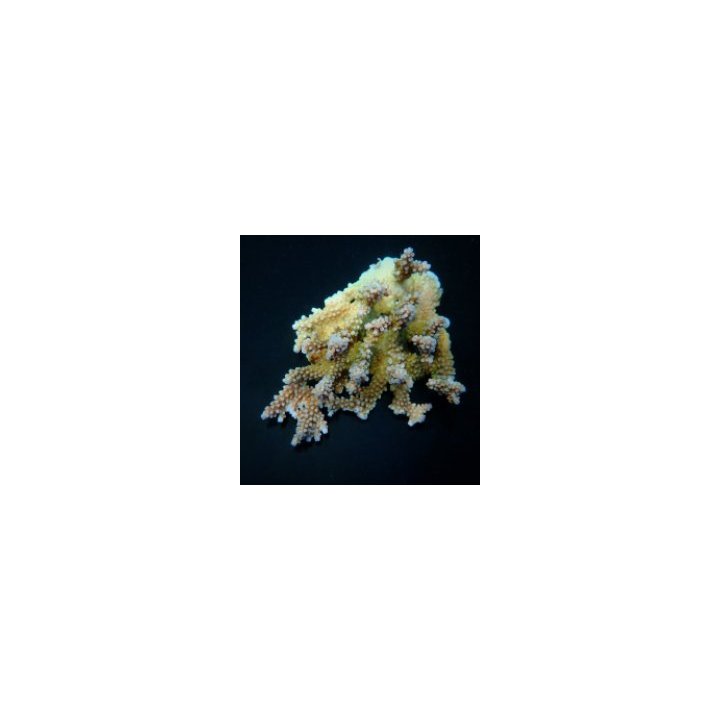 Acropora clathrata | SPS-kivikoralli | Akvaariokeidas