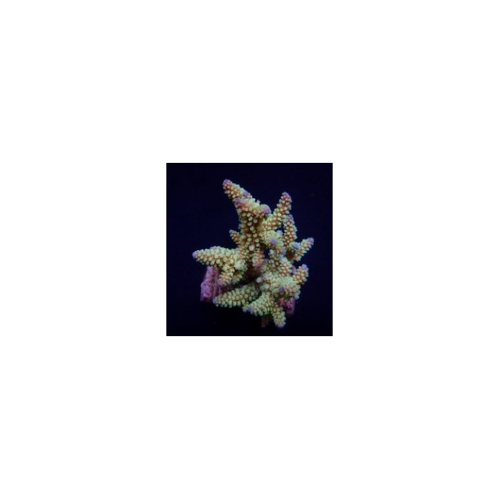 Acropora nasuta | SPS-kivikoralli | Akvaariokeidas