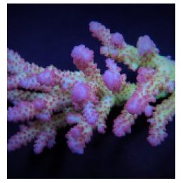 Acropora spp. (Coral Sea) (Ultra) | SPS stony coral | Akvaa…