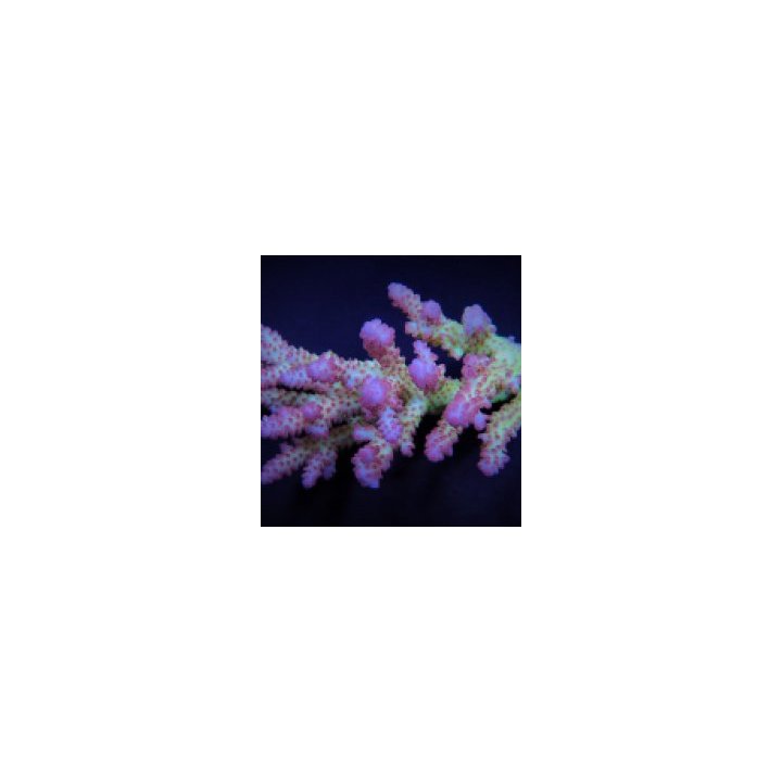Acropora spp. (Coral Sea) (Ultra) | SPS stony coral | Akvaa…