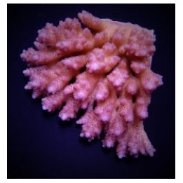 Acropora anthocercis | SPS stony coral | Akvaariokeidas