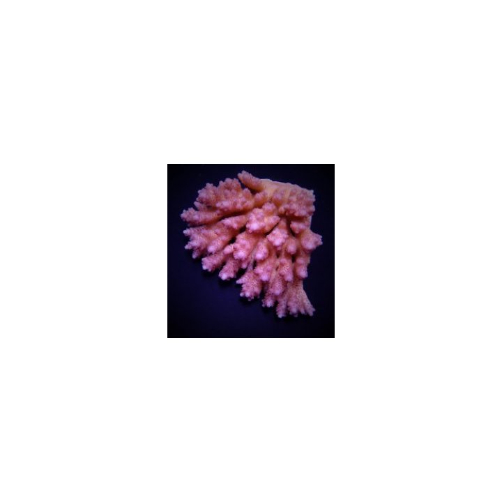 Acropora anthocercis | SPS stony coral | Akvaariokeidas