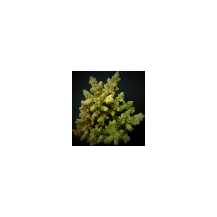 Acropora loripes | SPS stony coral | Akvaariokeidas