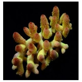 Acropora spp. (Coral Sea) (Ultra) (Special Selected) | SPS …