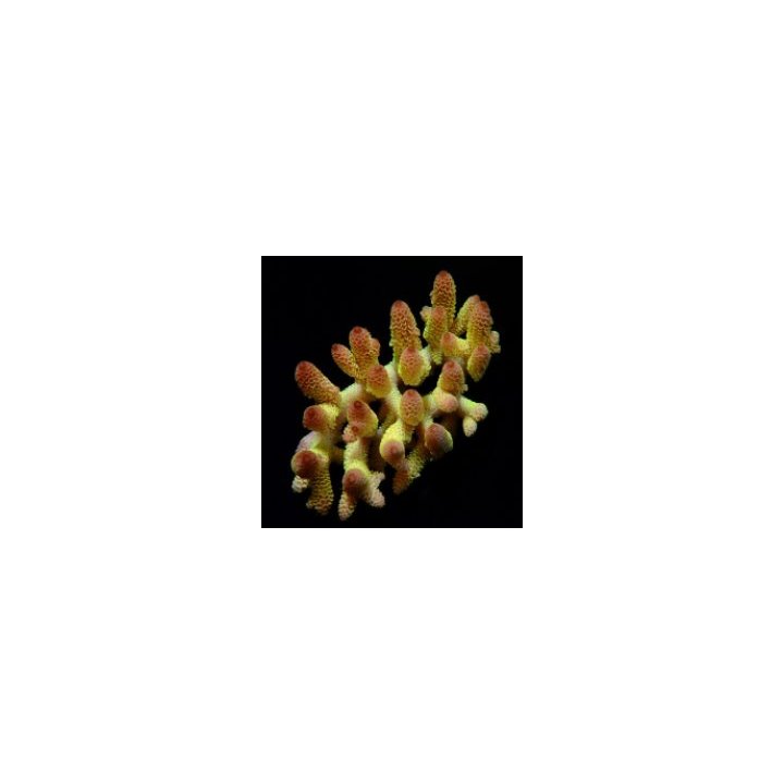 Acropora spp. (Coral Sea) (Ultra) (Special Selected) | SPS …
