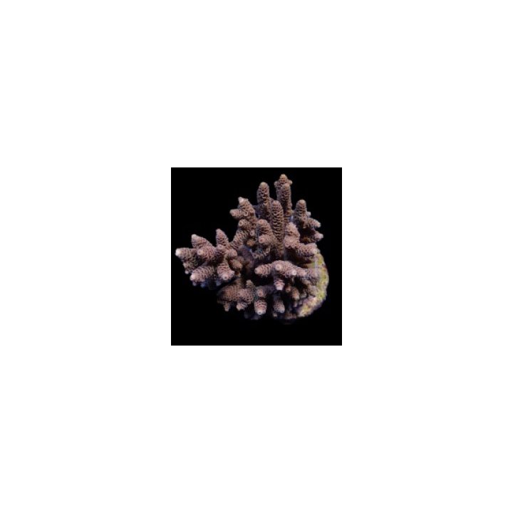 Acropora spp. (Cream-Common) | SPS-kivikoralli | Akvaarioke…