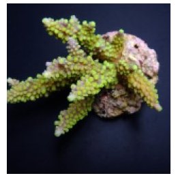 Acropora secale | SPS-kivikoralli | Akvaariokeidas