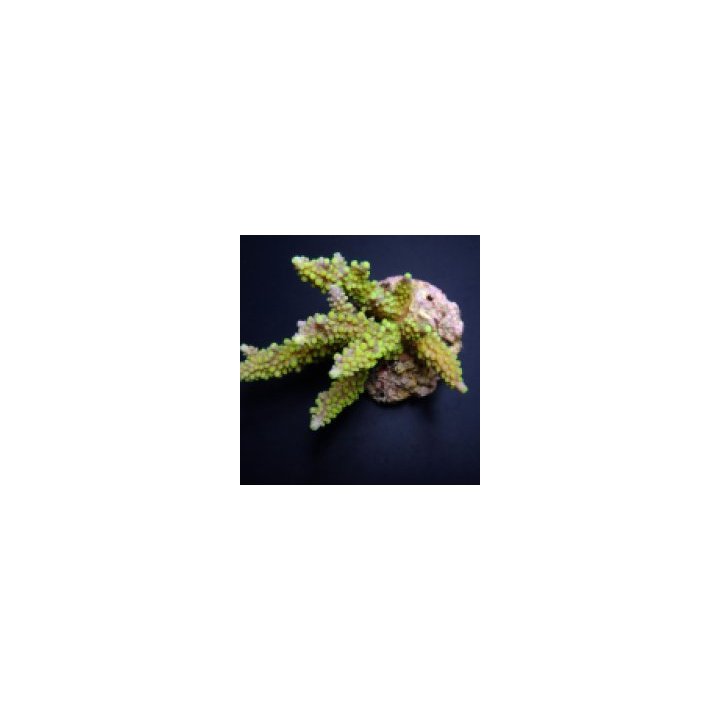 Acropora secale | SPS-kivikoralli | Akvaariokeidas