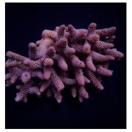 Acropora millepora | SPS stony coral | Akvaariokeidas
