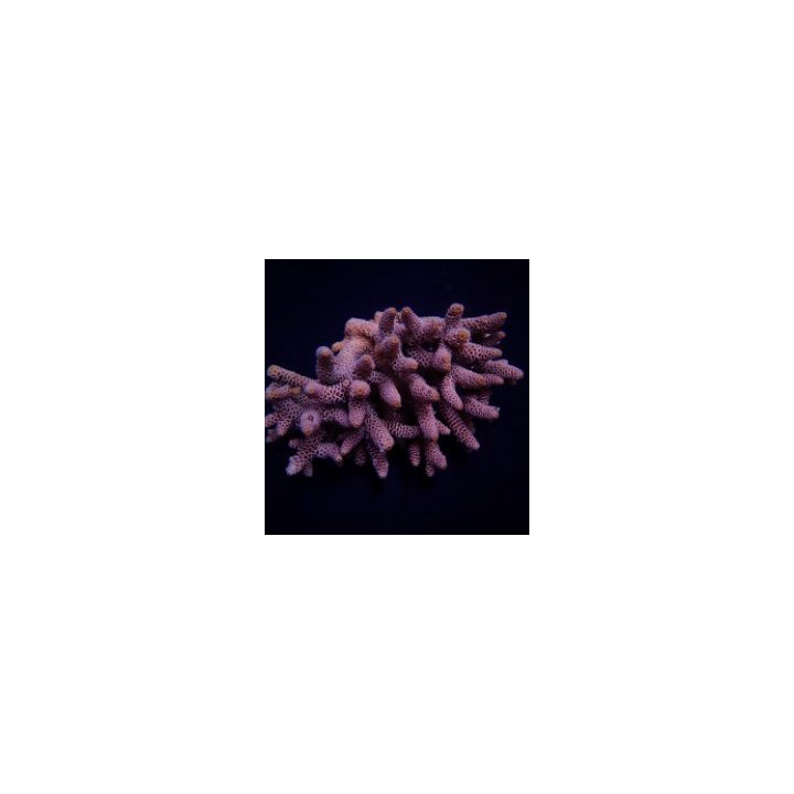 Acropora millepora | SPS stony coral | Akvaariokeidas