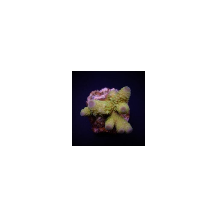 Acropora humilis (Green) | SPS-kivikoralli | Akvaariokeidas