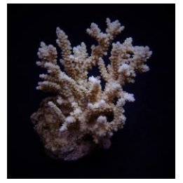 Acropora kimbeensis | SPS stony coral | Akvaariokeidas