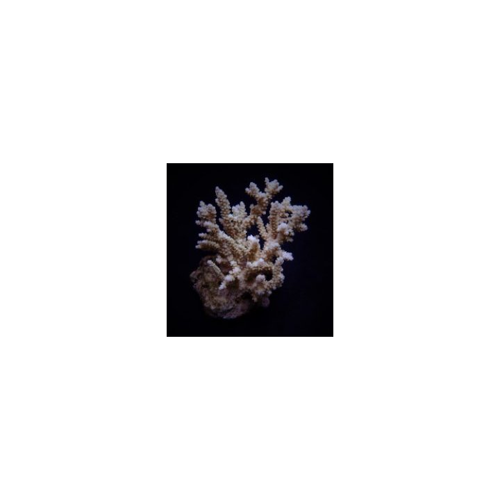 Acropora kimbeensis | SPS stony coral | Akvaariokeidas