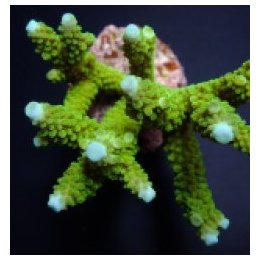 Acropora formosa (Blue tip) | SPS-kivikoralli | Akvaariokei…