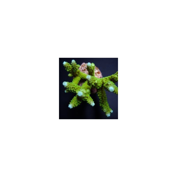 Acropora formosa (Blue tip) | SPS stony coral | Akvaariokei…