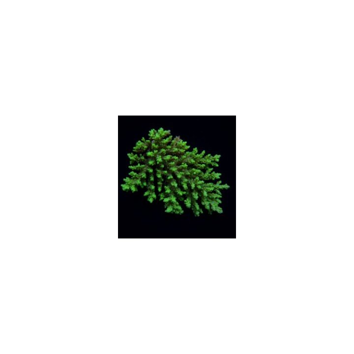 Acropora aculeus | SPS-kivikoralli | Akvaariokeidas