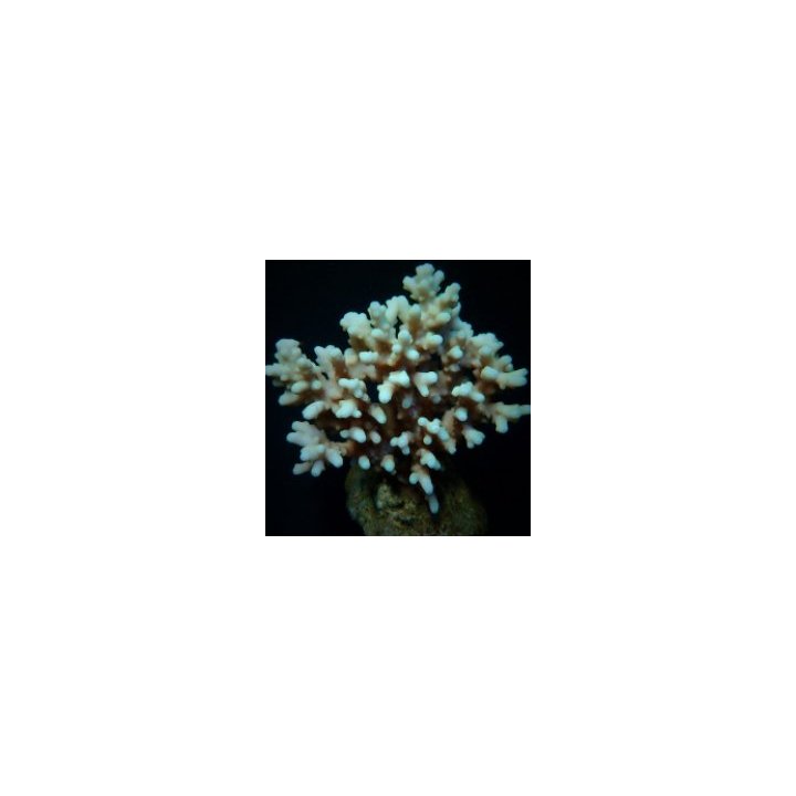 Acropora lokani | SPS-kivikoralli | Akvaariokeidas