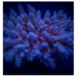 Acropora spp. (Blue) | SPS-kivikoralli | Akvaariokeidas