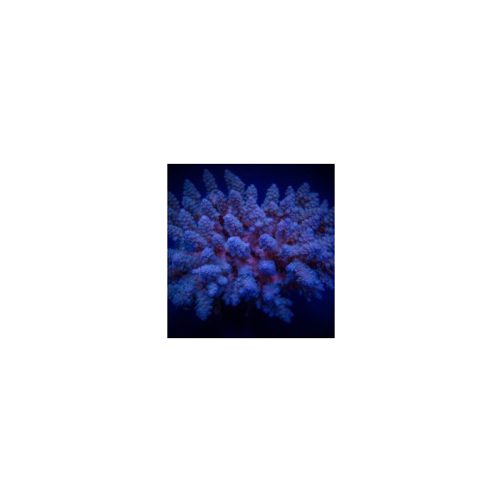 Acropora spp. (Blue) | SPS-kivikoralli | Akvaariokeidas