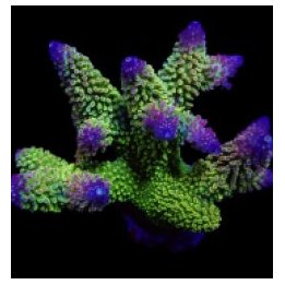 Acropora robusta | SPS stony coral | Akvaariokeidas