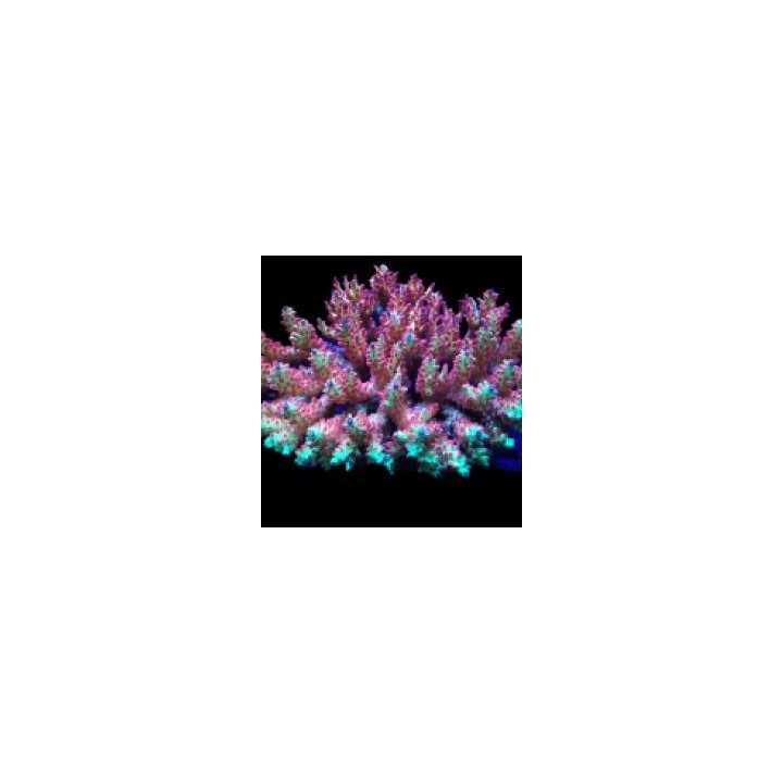 Acropora microclados (SSC) | SPS-kivikoralli | Akvaariokeid…