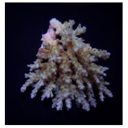Acropora spp. (Coral Sea) | SPS-kivikoralli | Akvaariokeidas