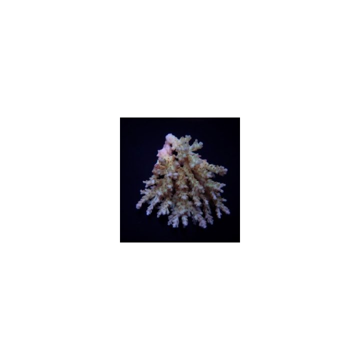 Acropora spp. (Coral Sea) | Akvaariokeidas