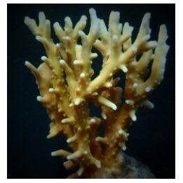 Acropora elegans | SPS stony coral | Akvaariokeidas