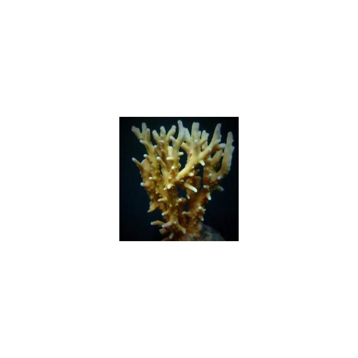 Acropora elegans | SPS stony coral | Akvaariokeidas
