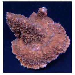Acropora solitaryensis | SPS-kivikoralli | Akvaariokeidas