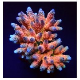 Acropora millepora (Rainbow) | SPS stony coral | Akvaarioke…