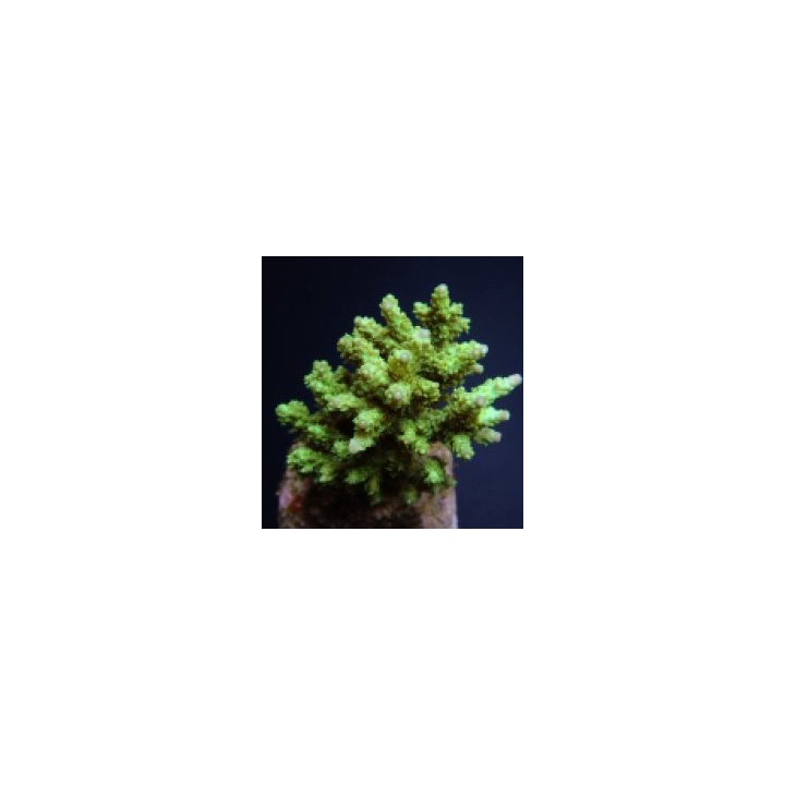 Acropora chesterfieldensis | SPS stony coral | Akvaariokeid…