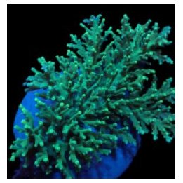 Acropora speciosa | SPS stony coral | Akvaariokeidas