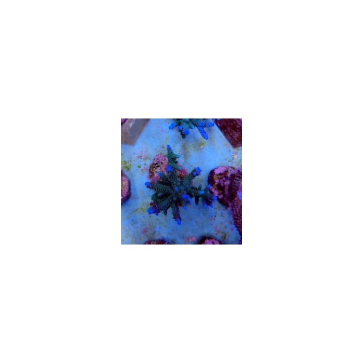 Acropora formosa (Blue) | Akvaariokeidas