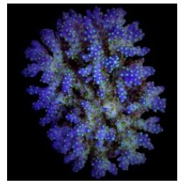 Acropora nana | SPS stony coral | Akvaariokeidas