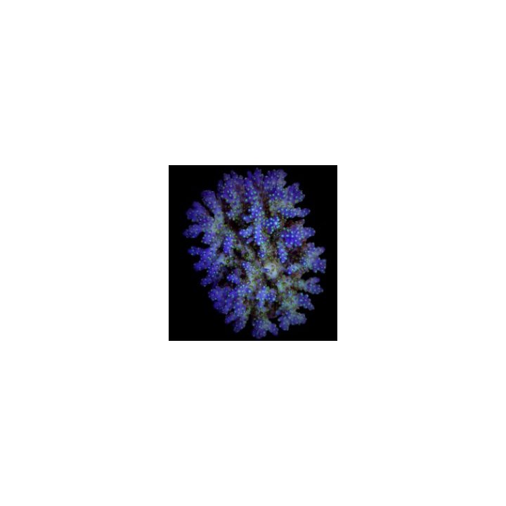 Acropora nana | Akvaariokeidas