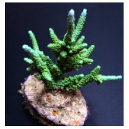 Acropora parilis | SPS-kivikoralli | Akvaariokeidas