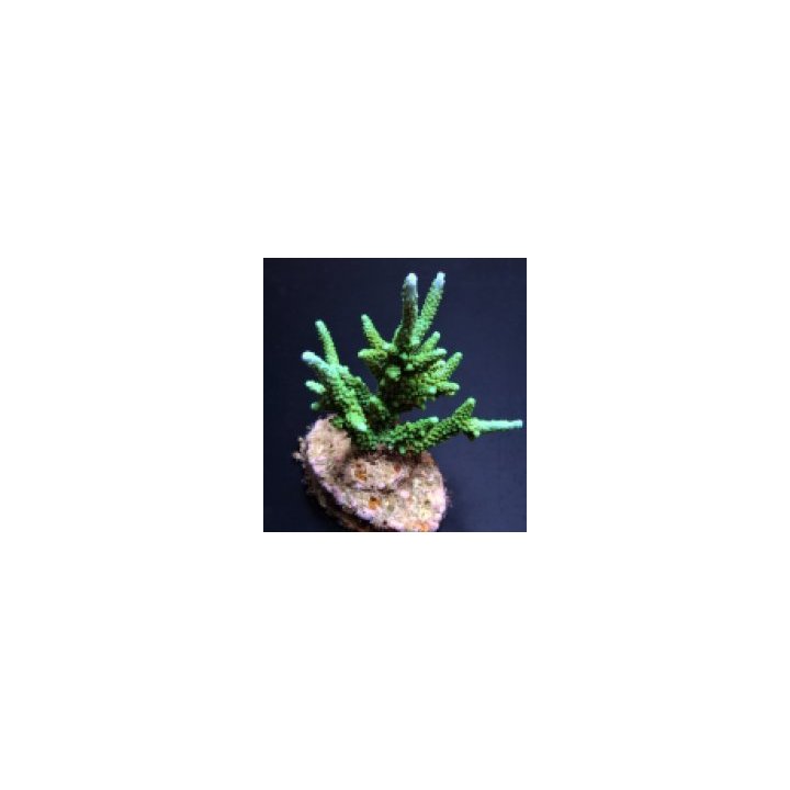 Acropora parilis | SPS-kivikoralli | Akvaariokeidas