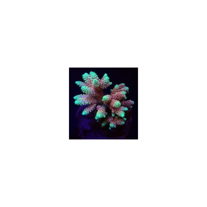 Acropora spp. (Fiji-Tonga) | SPS stony coral | Akvaariokeid…