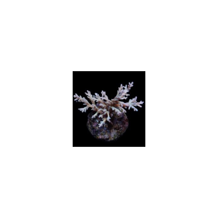 Acropora echinata | SPS-kivikoralli | Akvaariokeidas