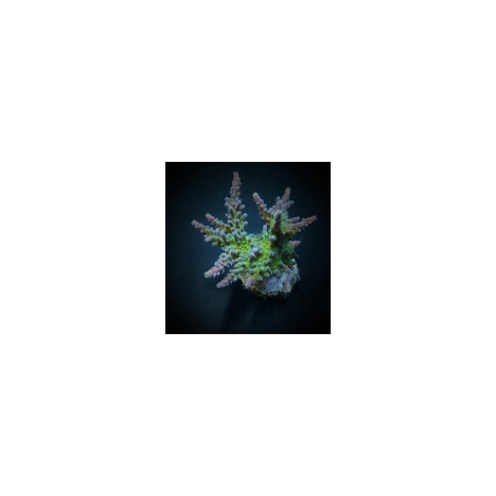 Acropora austera | SPS stony coral | Akvaariokeidas