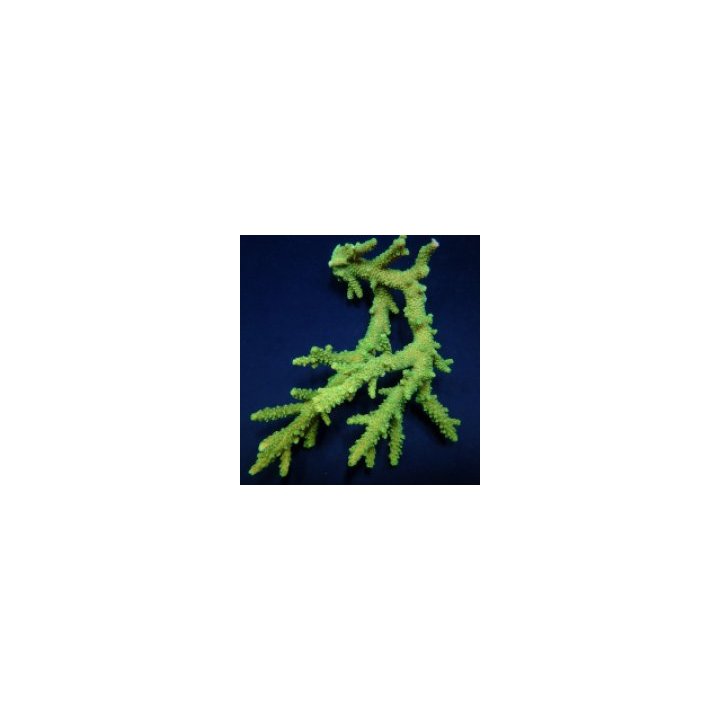 Acropora solitaryensis (Green Hairy Monster) | SPS-kivikora…