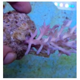 Acropora jacquelineae | SPS-kivikoralli | Akvaariokeidas